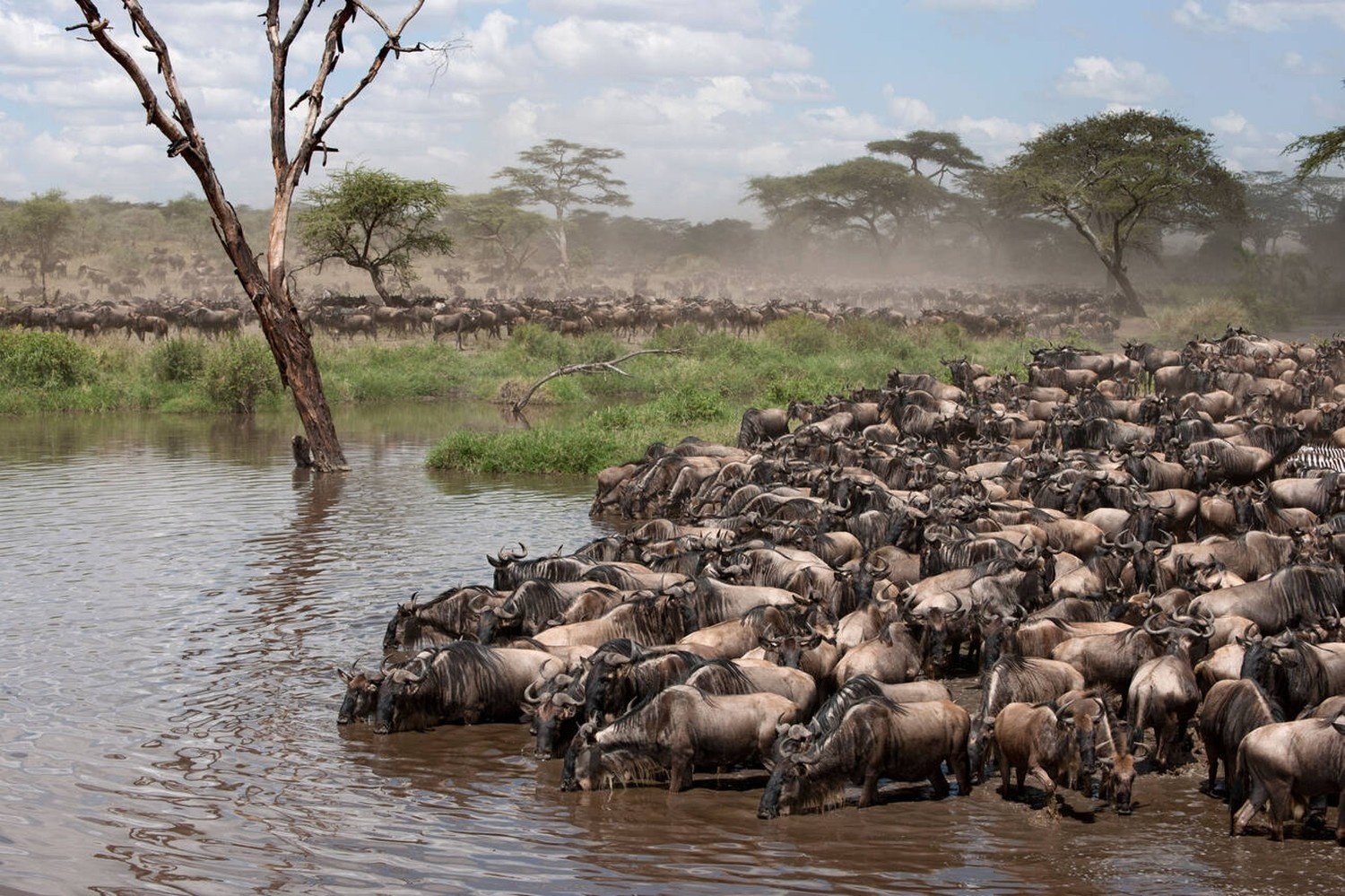 Great Migration Tanzania 2026: When, Where & How to See It – Tanzania Safari Blog