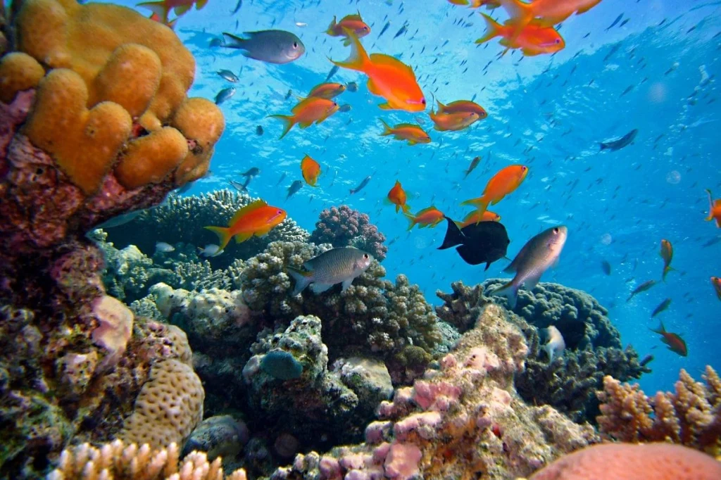 Best Diving Sites Tanzania: Zanzibar & Mafia Island Guide – Tanzania Safari Blog