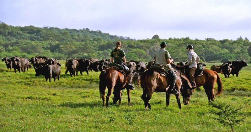 Horseback riding