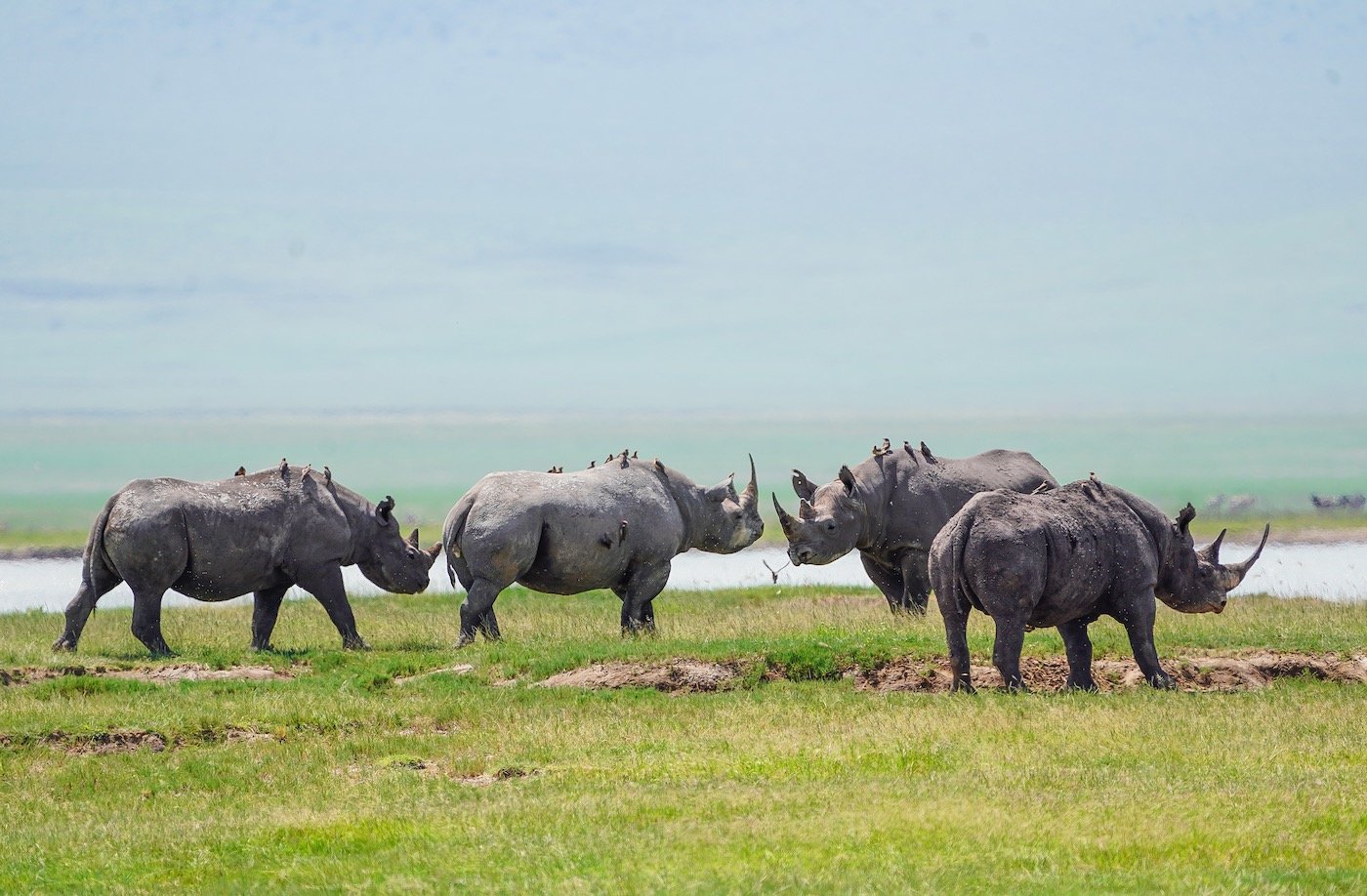 The Ngorongoro Crater