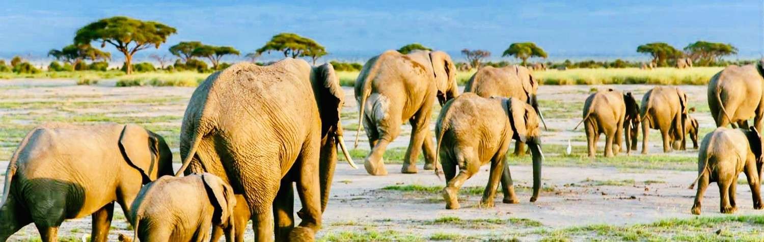 Wildlife