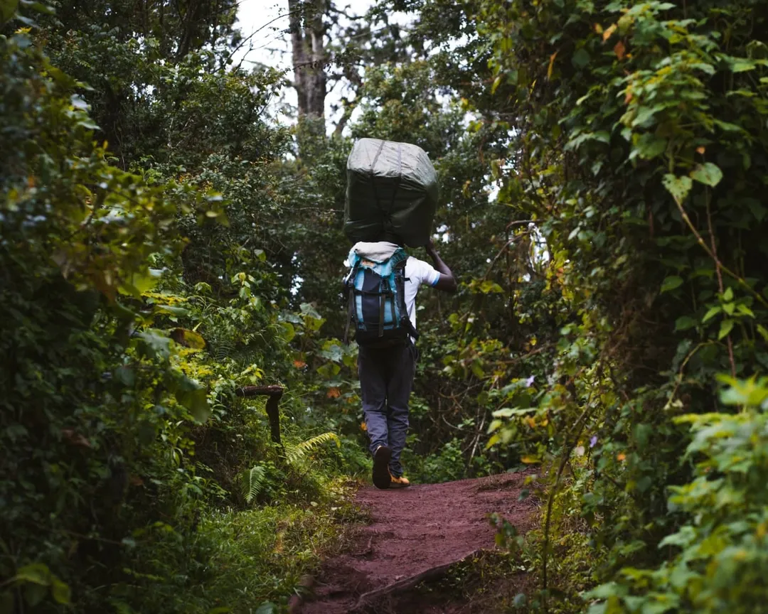Kilimanjaro National Park national park wildlife – Lemosho Route itinerary stop