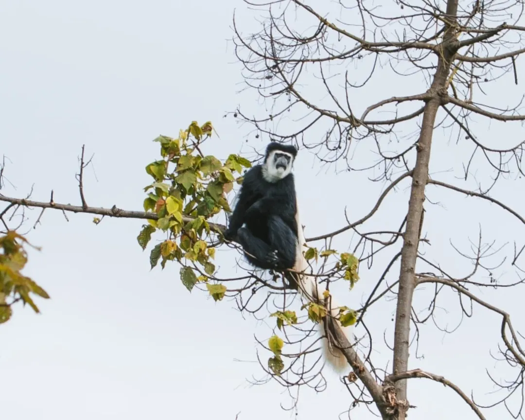 Kilimanjaro National Park national park wildlife – Lemosho Route itinerary stop