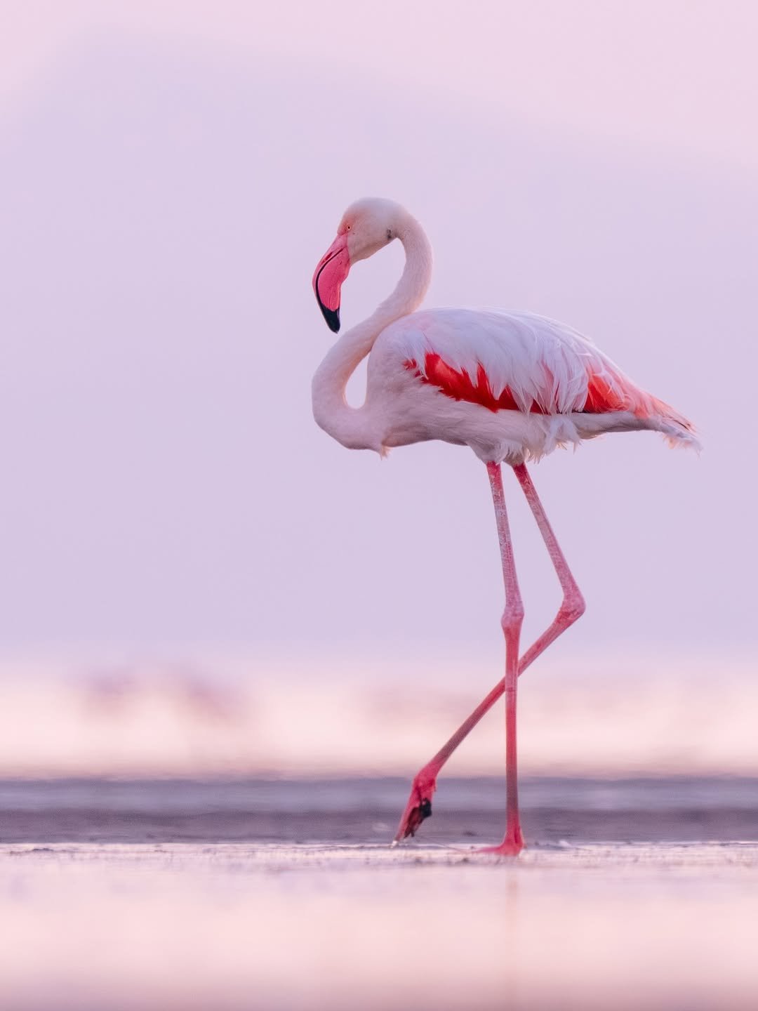 Lake Natron national park wildlife – Lake Natron: Ol Doinyo Lengai Hike & Flamingo Walks itinerary stop