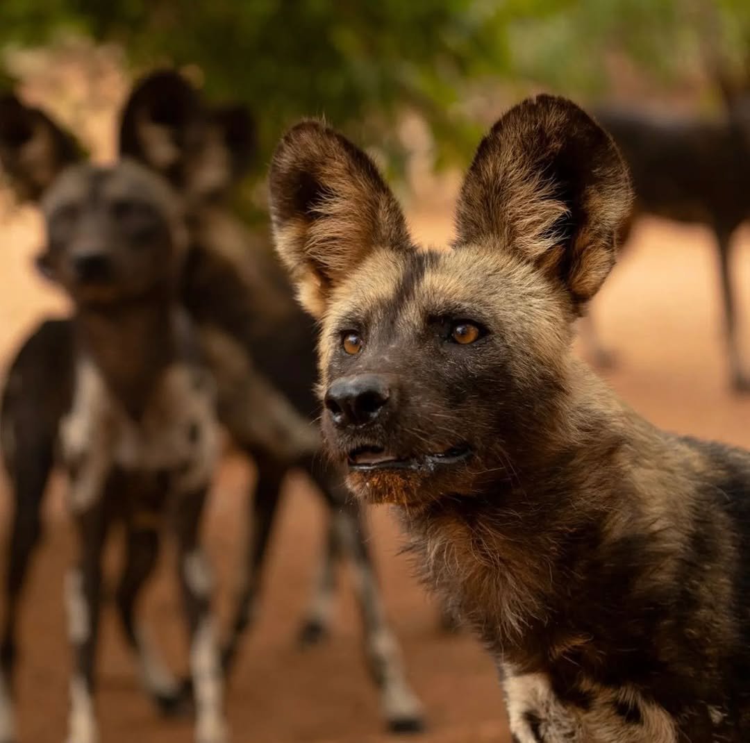 Mkomazi National Park national park wildlife – Rhino Safari in Mkomazi itinerary stop