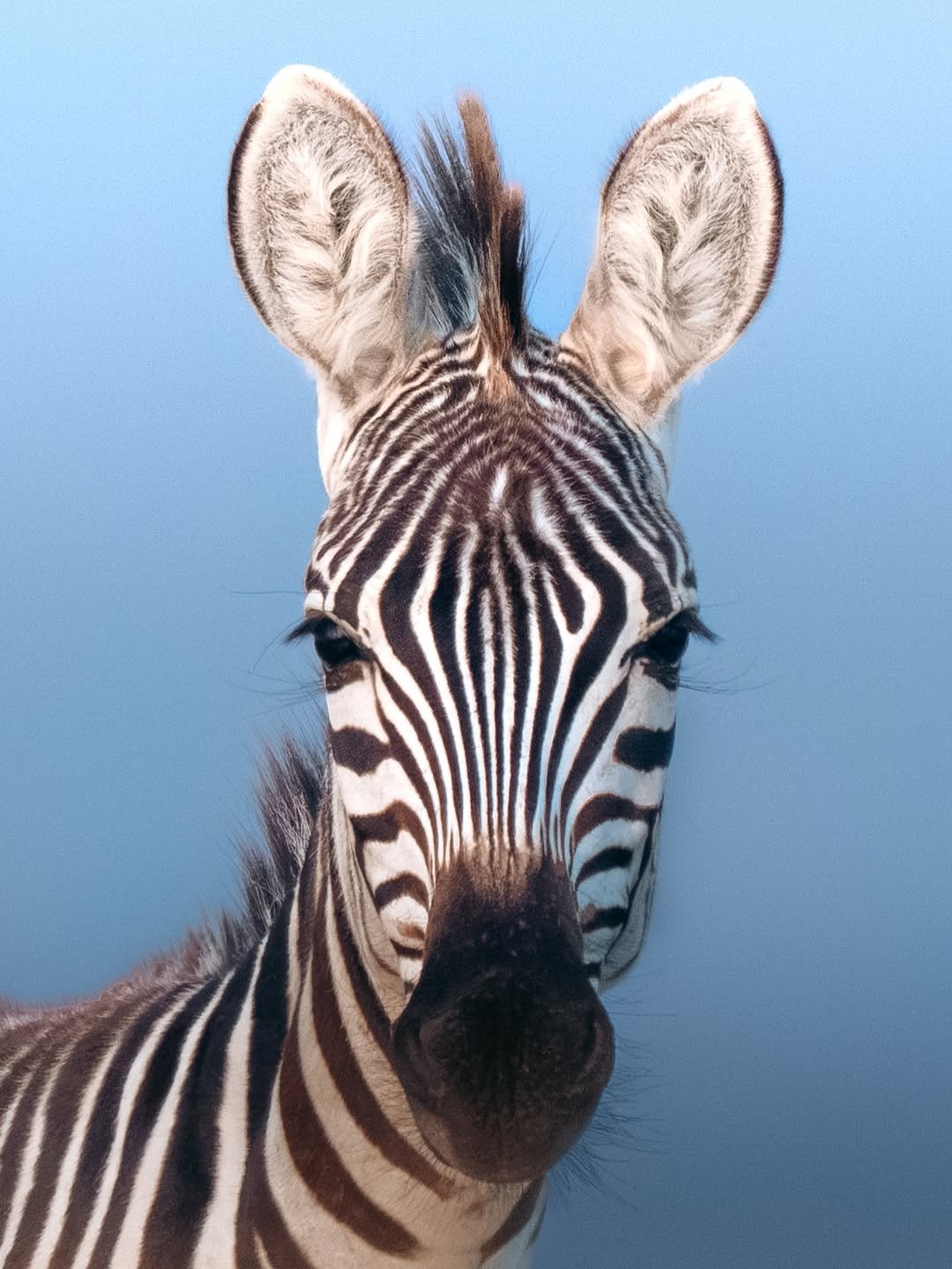 Ndutu & Southern Serengeti national park wildlife – Tarangire, Ngorongoro & Calving Season in Ndutu itinerary stop