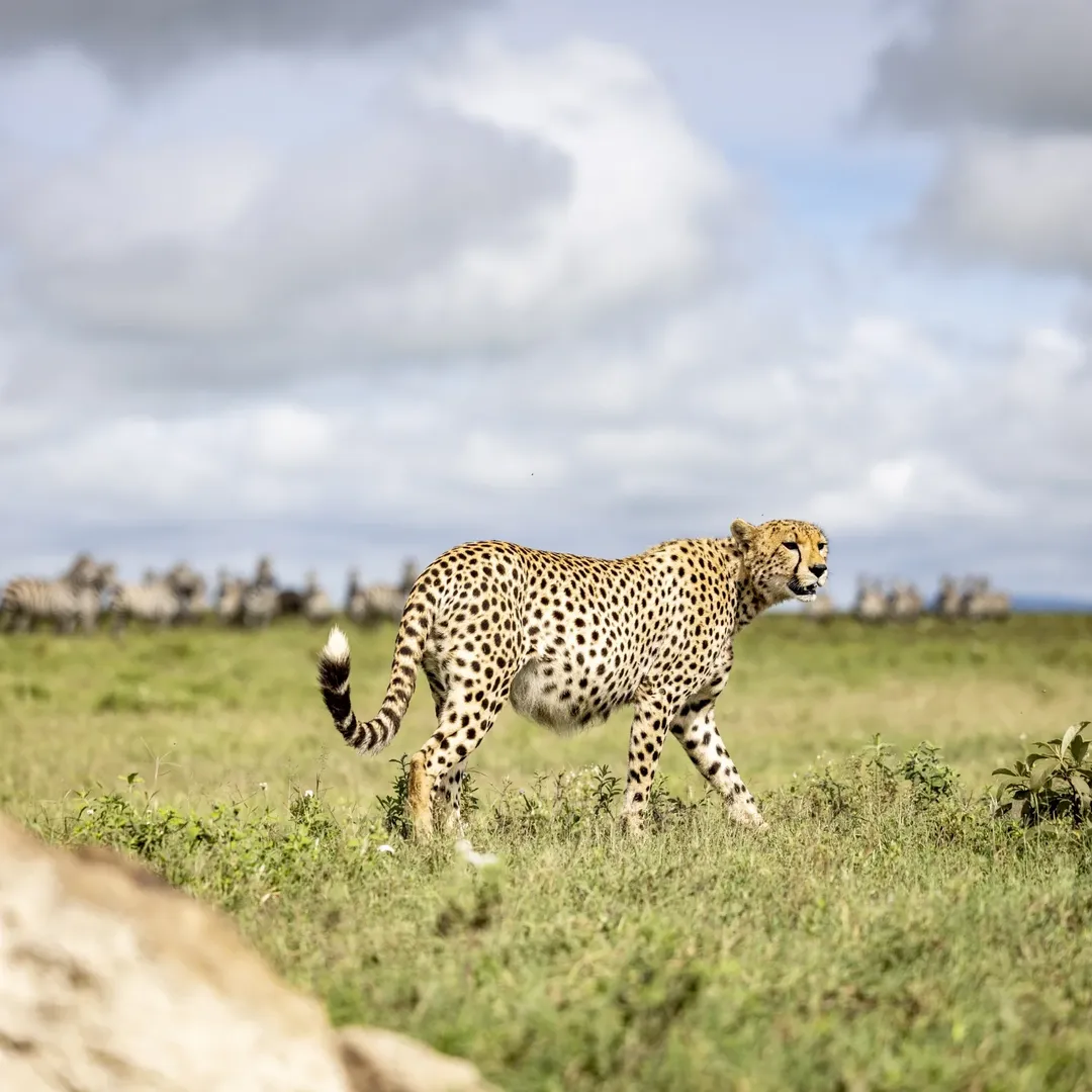Serengeti National Park national park wildlife – Luxury Honeymoon Escape: Arusha National Park, Ngorongoro Crater & Serengeti - Romantic Bonus Inside! itinerary stop