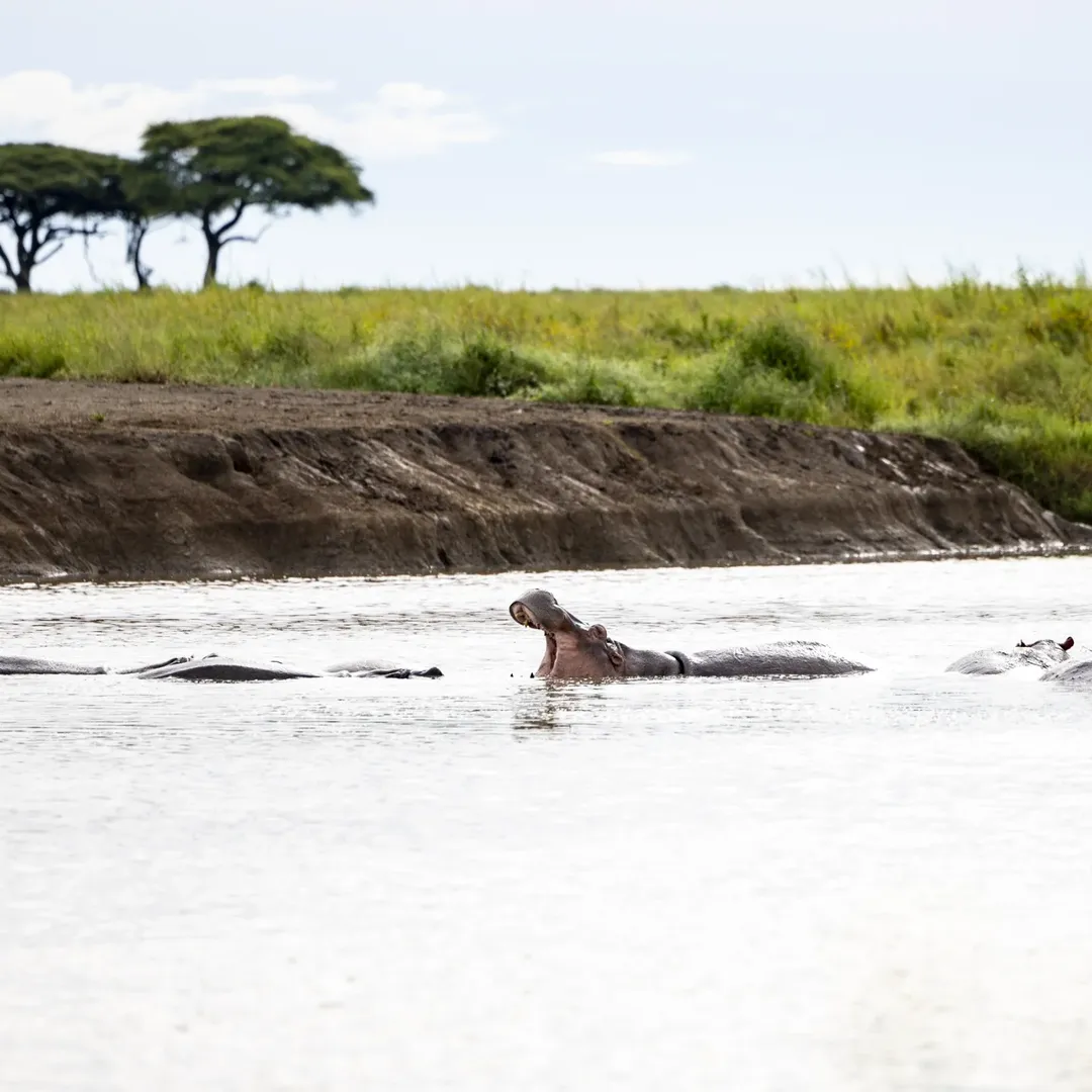 Serengeti National Park national park wildlife – Luxury Safari: Ngorongoro, Lake Natron & Serengeti Migration in 7 Days itinerary stop