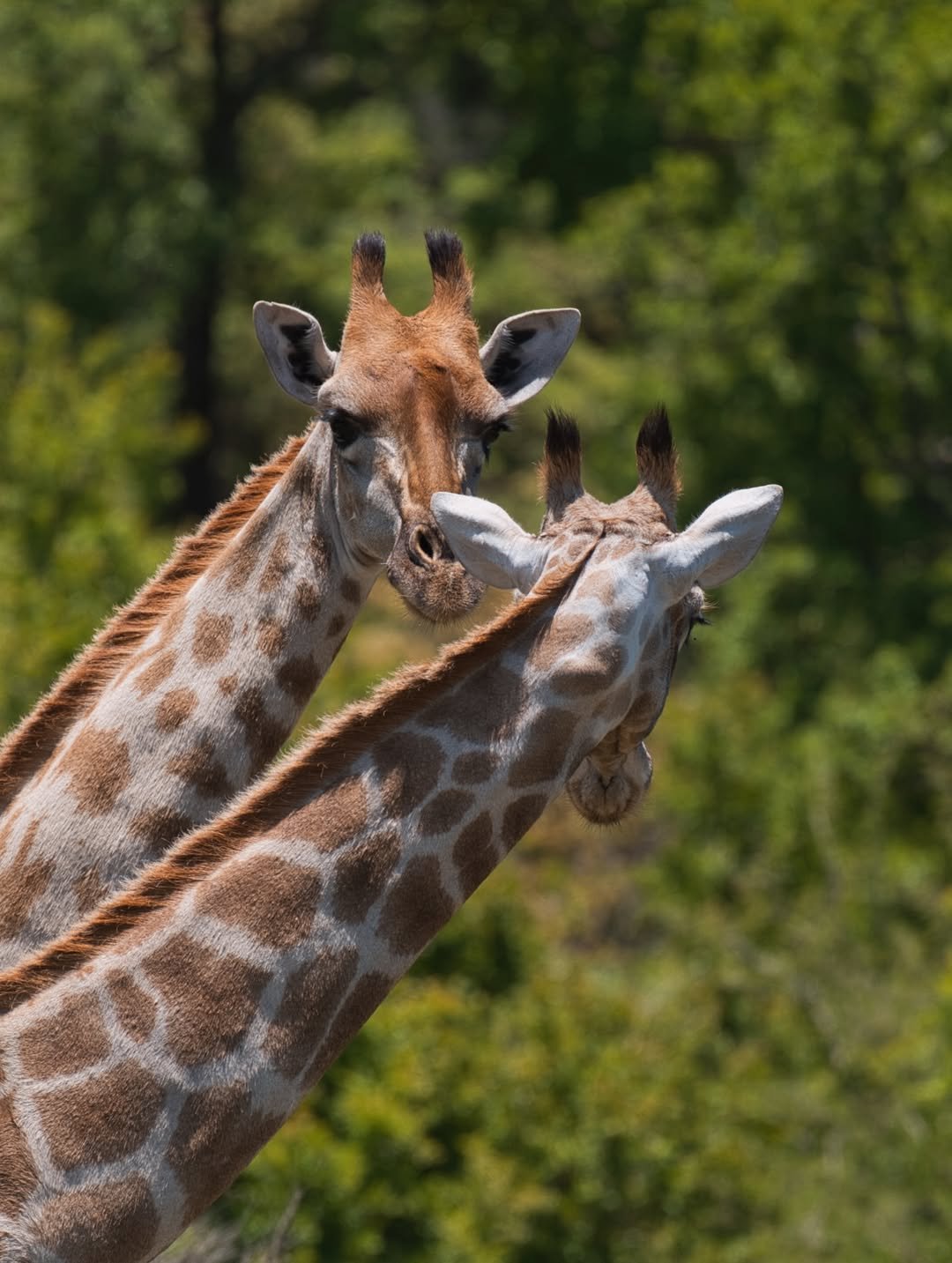 Tarangire National Park national park wildlife – Comfort Safari to Arusha, Manyara, Tarangire & Ngorongoro – Balloon Safari Included! itinerary stop