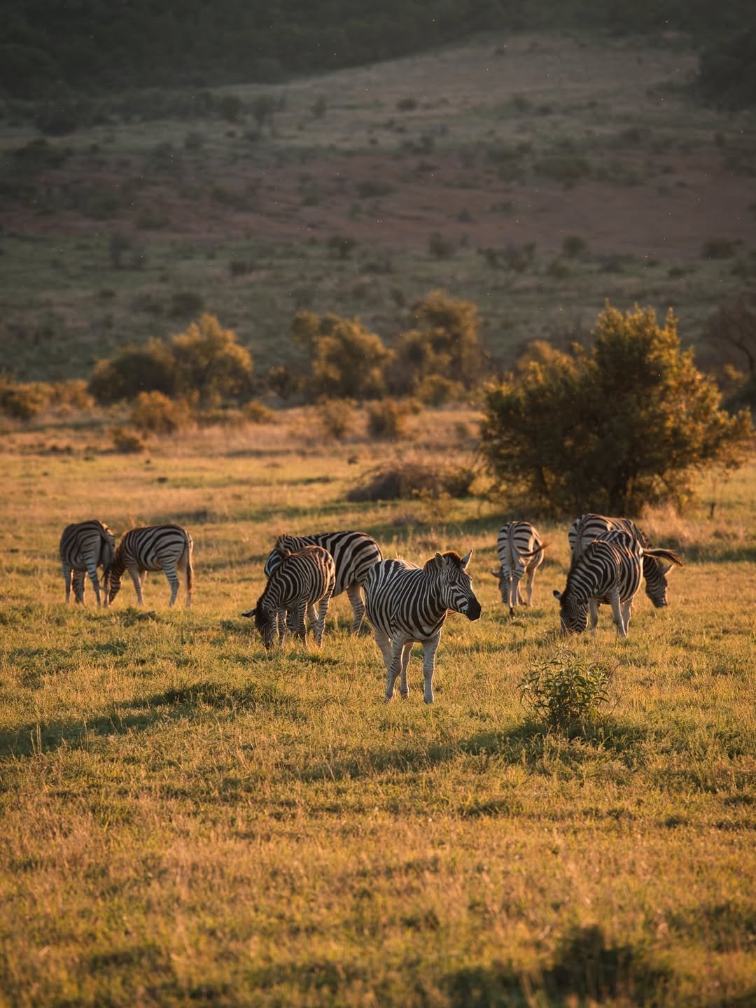 Tarangire National Park national park wildlife – Luxury Tarangire Safari with Bush Walk & Balloon Ride itinerary stop