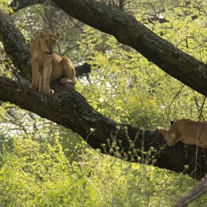 Lake Manyara National Park national park wildlife – Comfort Safari to Arusha, Manyara, Tarangire & Ngorongoro – Balloon Safari Included! itinerary stop
