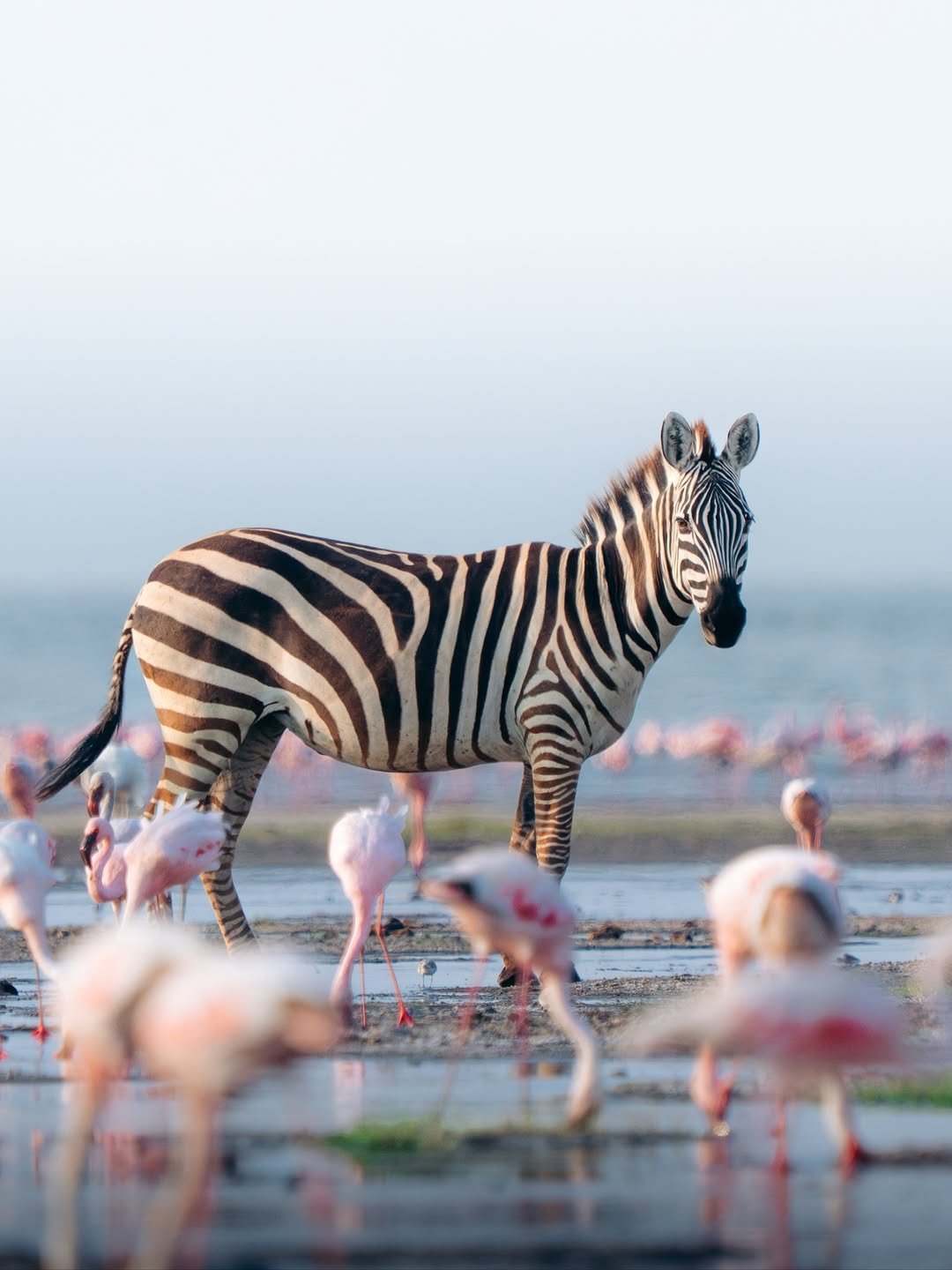 Lake Natron national park wildlife – Lake Natron: Ol Doinyo Lengai Hike & Flamingo Walks itinerary stop