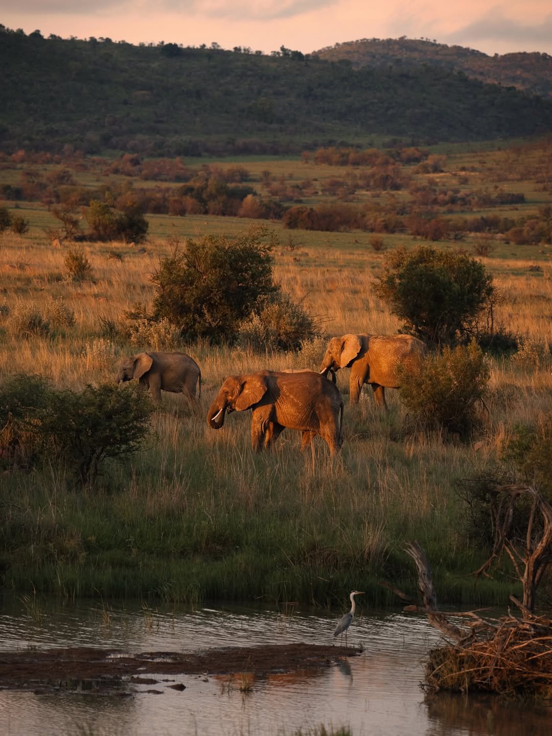 Tarangire National Park national park wildlife – Comfort Safari to Arusha, Manyara, Tarangire & Ngorongoro – Balloon Safari Included! itinerary stop
