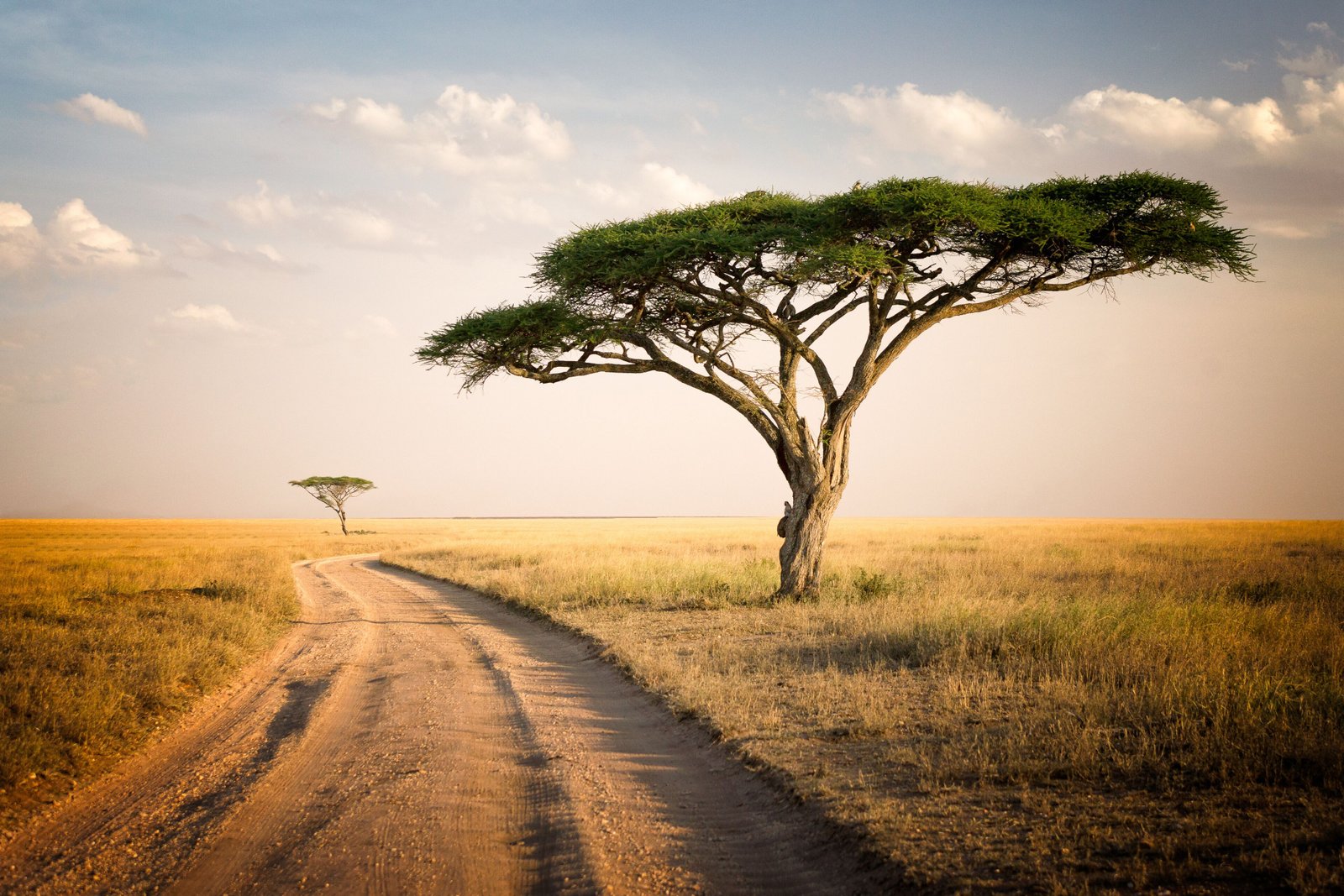 Tanzania Safari