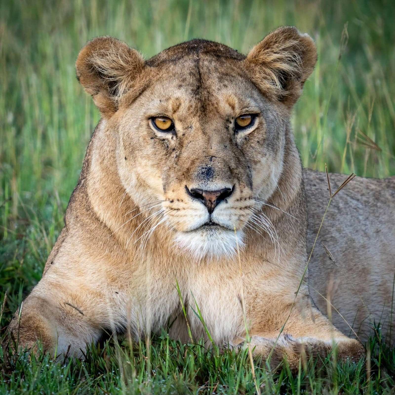 Safari in Tanzania