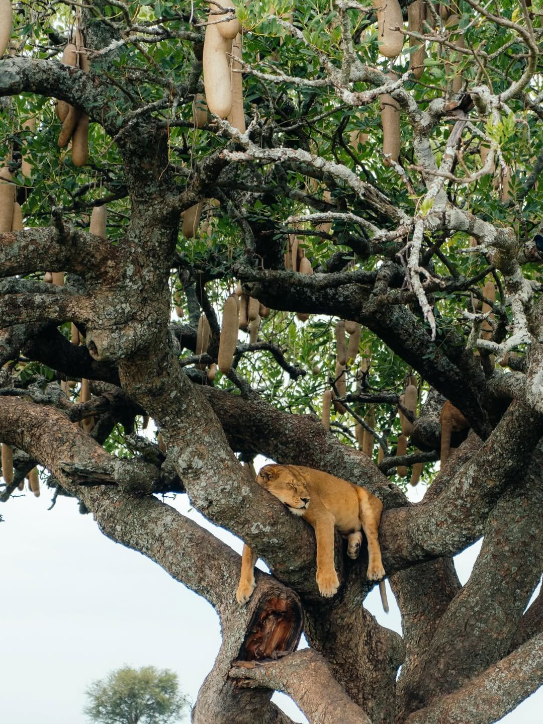 Predator's Season: Big Cats Safari in Tarangire, Ngorongoro & Ndutu — photo 2