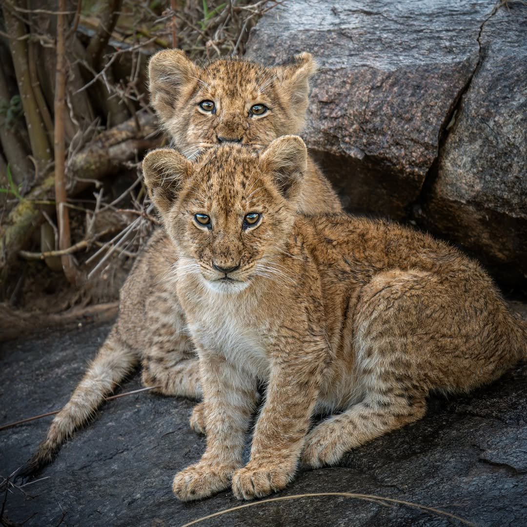 Predator's Season: Big Cats Safari in Tarangire, Ngorongoro & Ndutu — photo 4