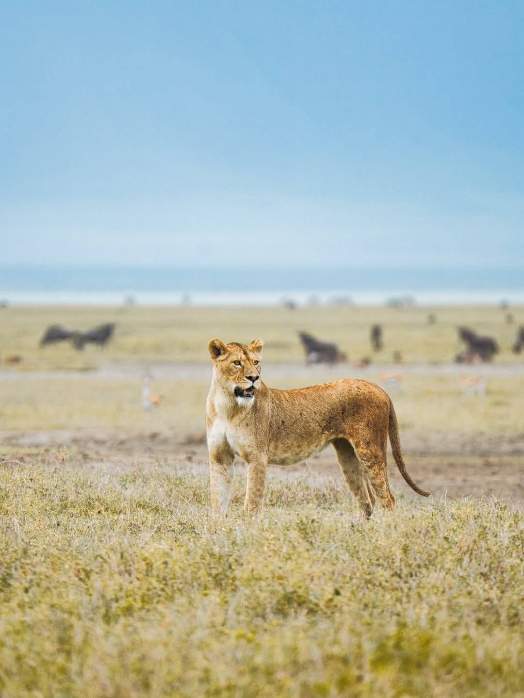 Big Cats & Serengeti Balloon Safari: 4 Days in Tanzania's Top Parks — photo 2