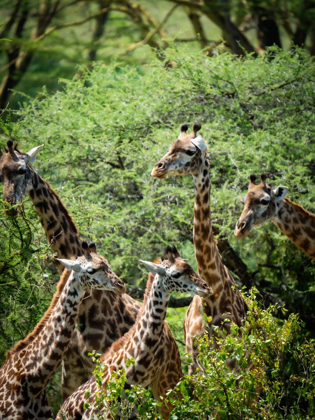 Big Cats & Serengeti Balloon Safari: 4 Days in Tanzania's Top Parks — photo 3