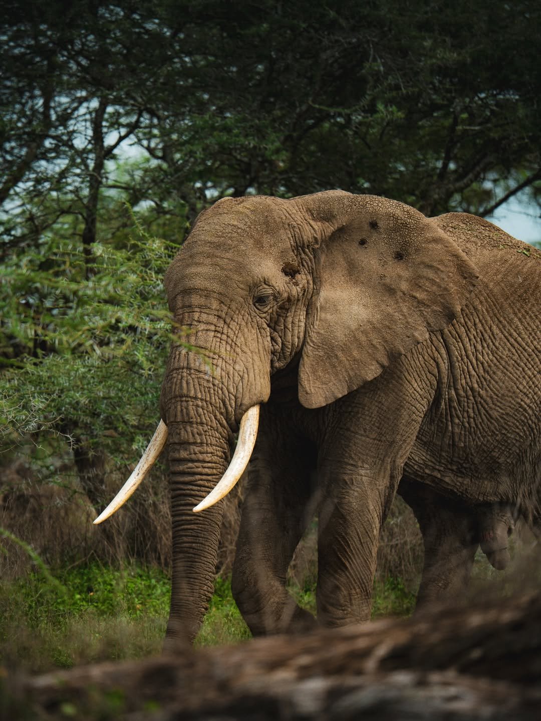 Big Cats & Serengeti Balloon Safari: 4 Days in Tanzania's Top Parks — photo 4