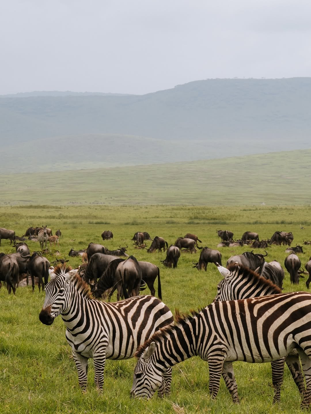Budget-Friendly Tour in Tarangire, Ngorongoro & Serengeti — photo 2