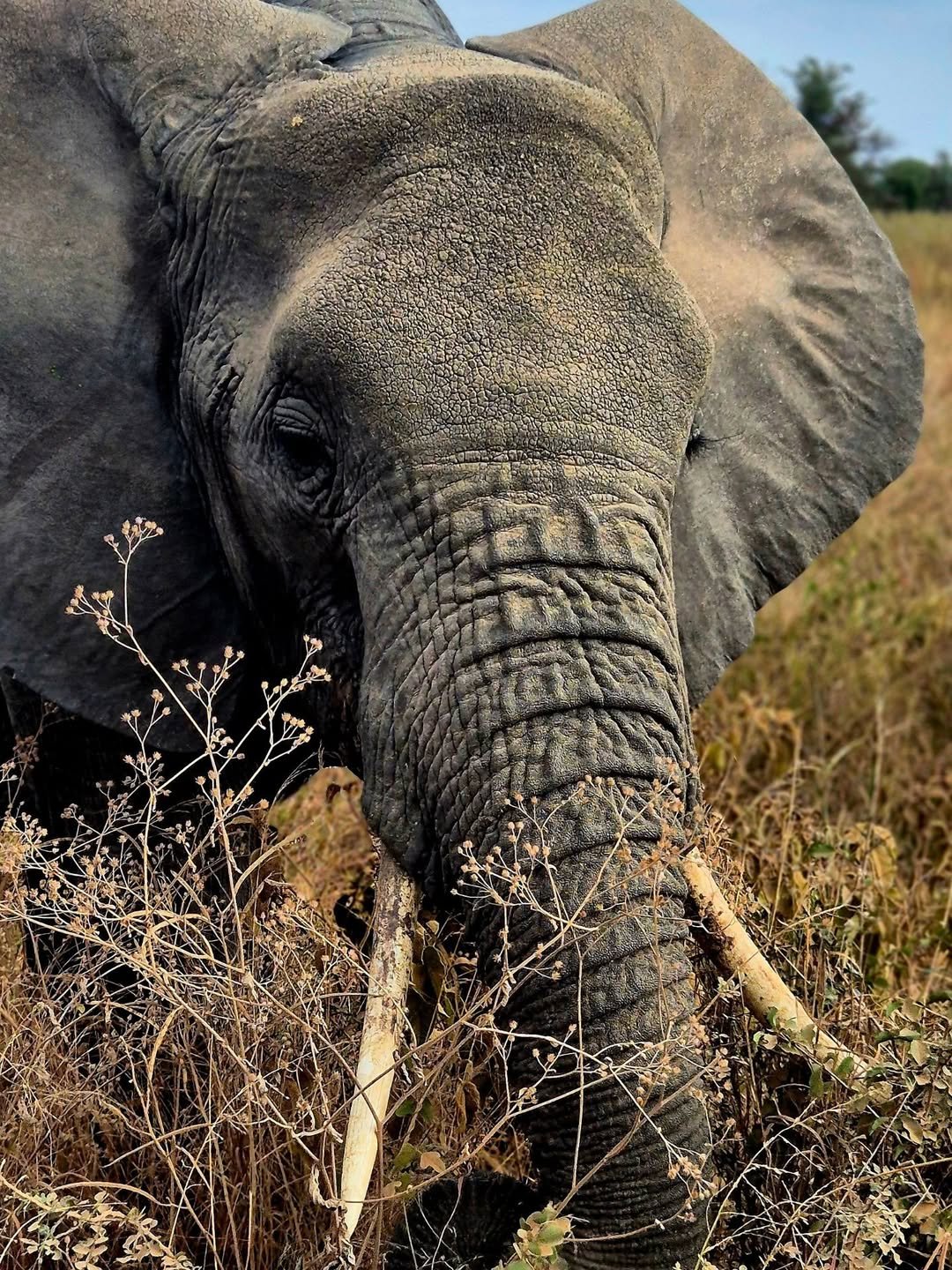 Active Explorer Safari – Canoeing in Arusha, Trekking in Ngorongoro & Serengeti Safari — photo 3