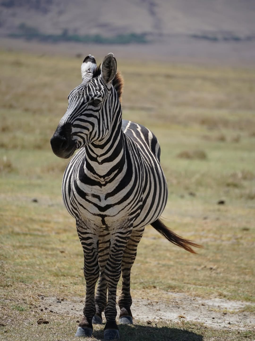 Classic Safari to Manyara, Ngorongoro & Serengeti — photo 3