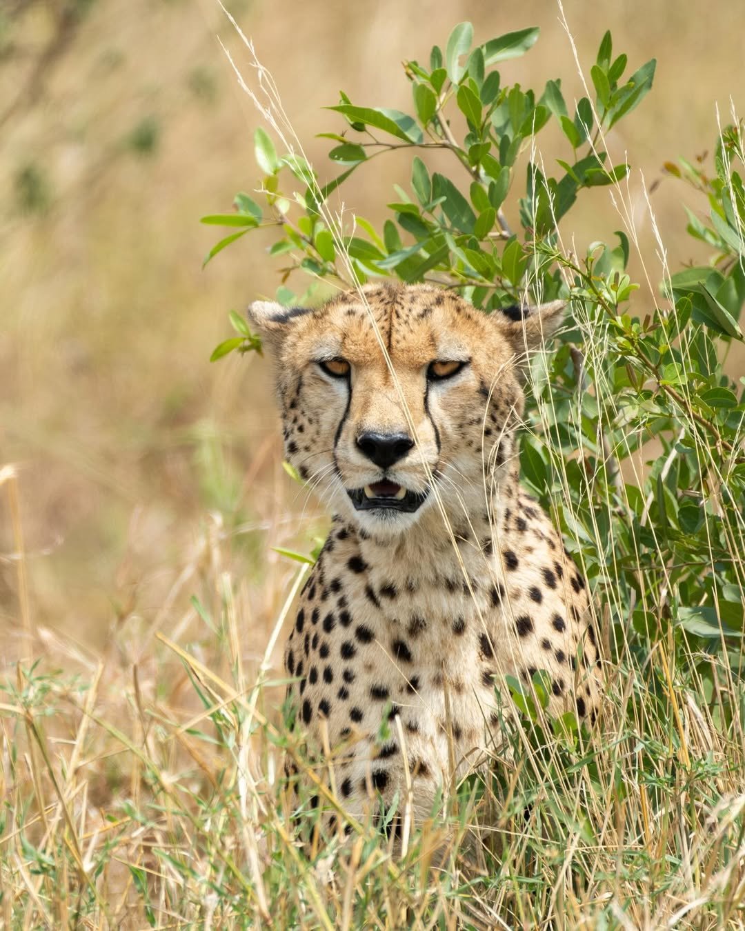 Comfort Safari to Arusha, Manyara, Tarangire & Ngorongoro – Balloon Safari Included! — photo 2