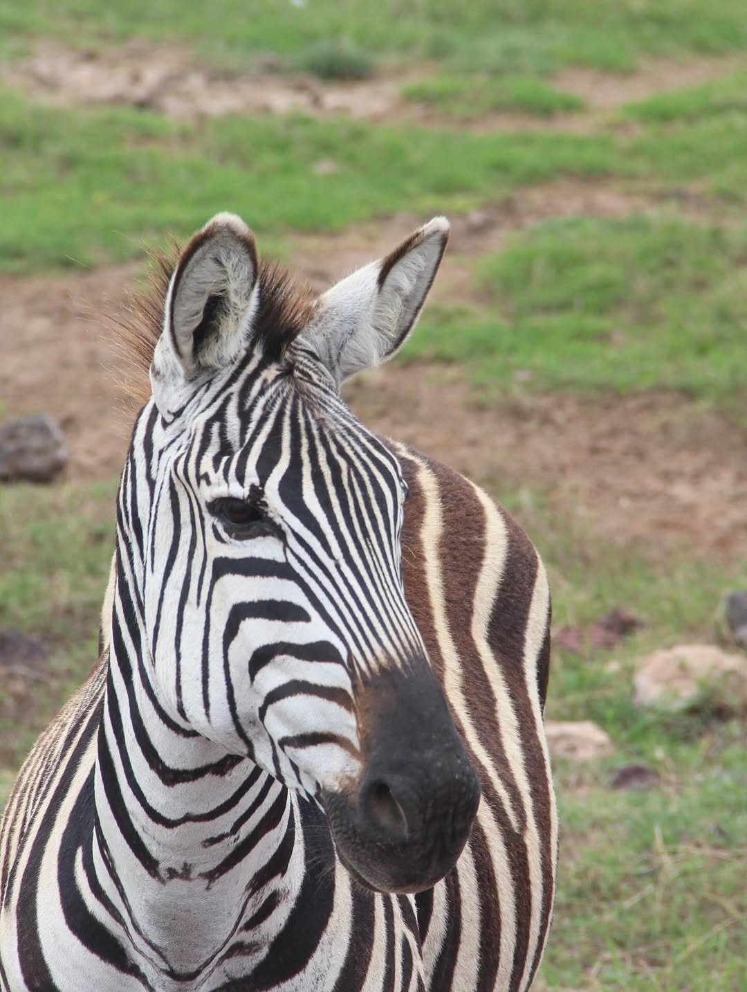 Crater World: Ngorongoro, Empakaai and Crater Floor Safari — photo 2