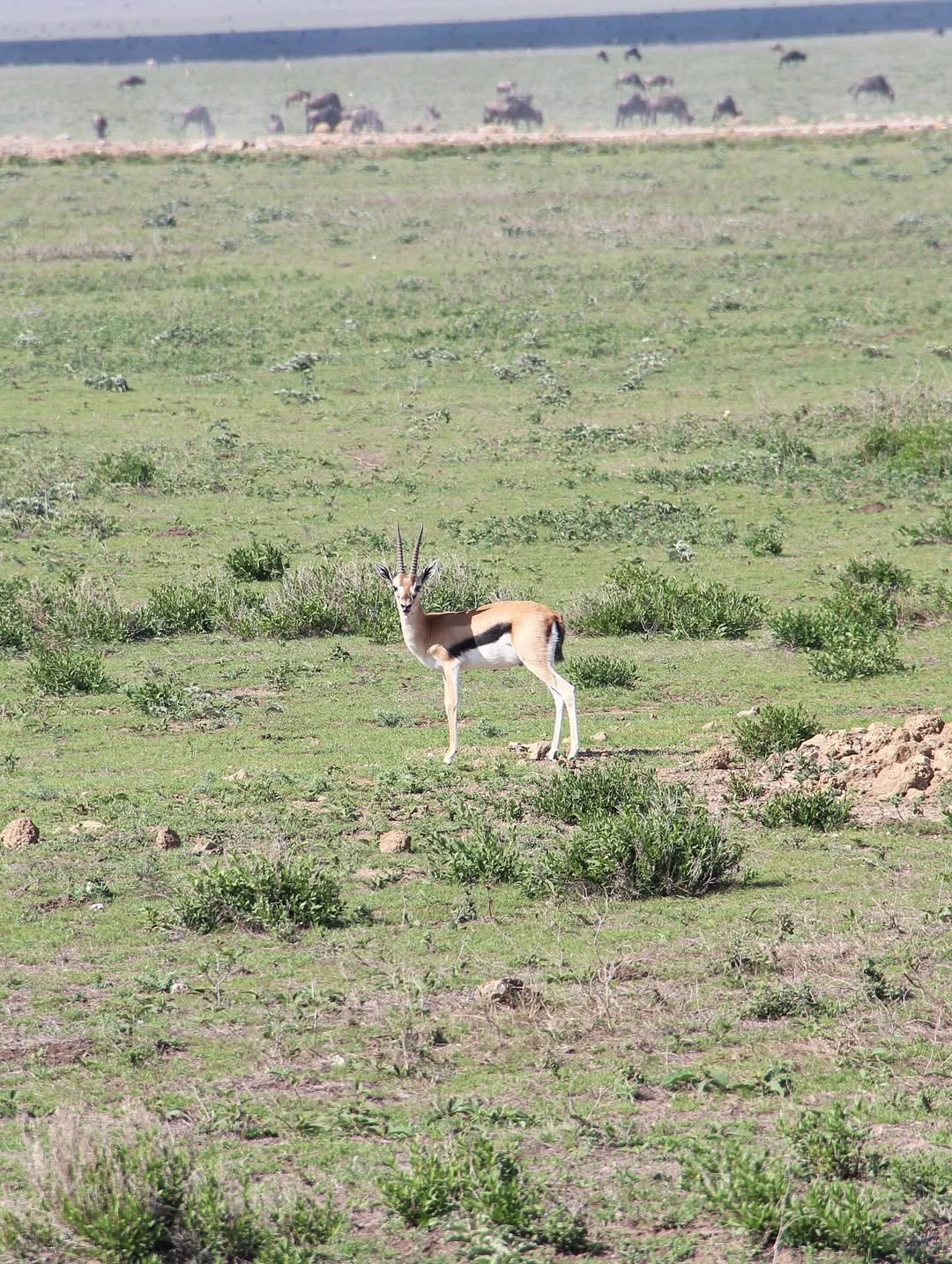 Crater World: Ngorongoro, Empakaai and Crater Floor Safari — photo 3