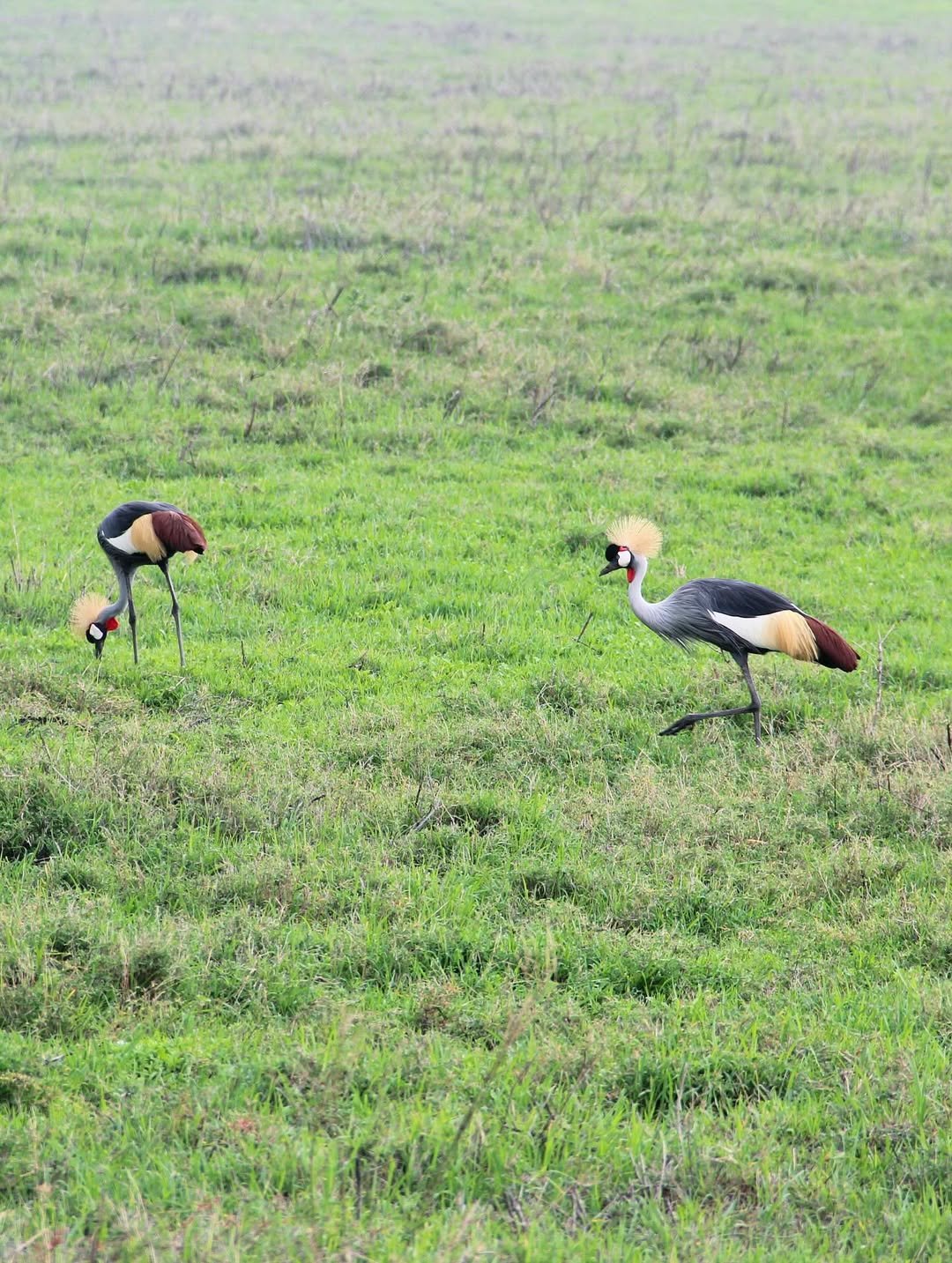 Crater World: Ngorongoro, Empakaai and Crater Floor Safari — photo 4