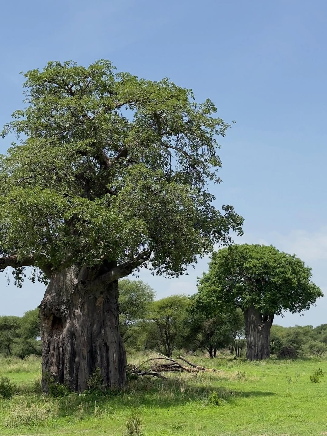 Safari Tour 'Dik-Dik': 2-Day Tarangire & Lake Manyara — photo 2
