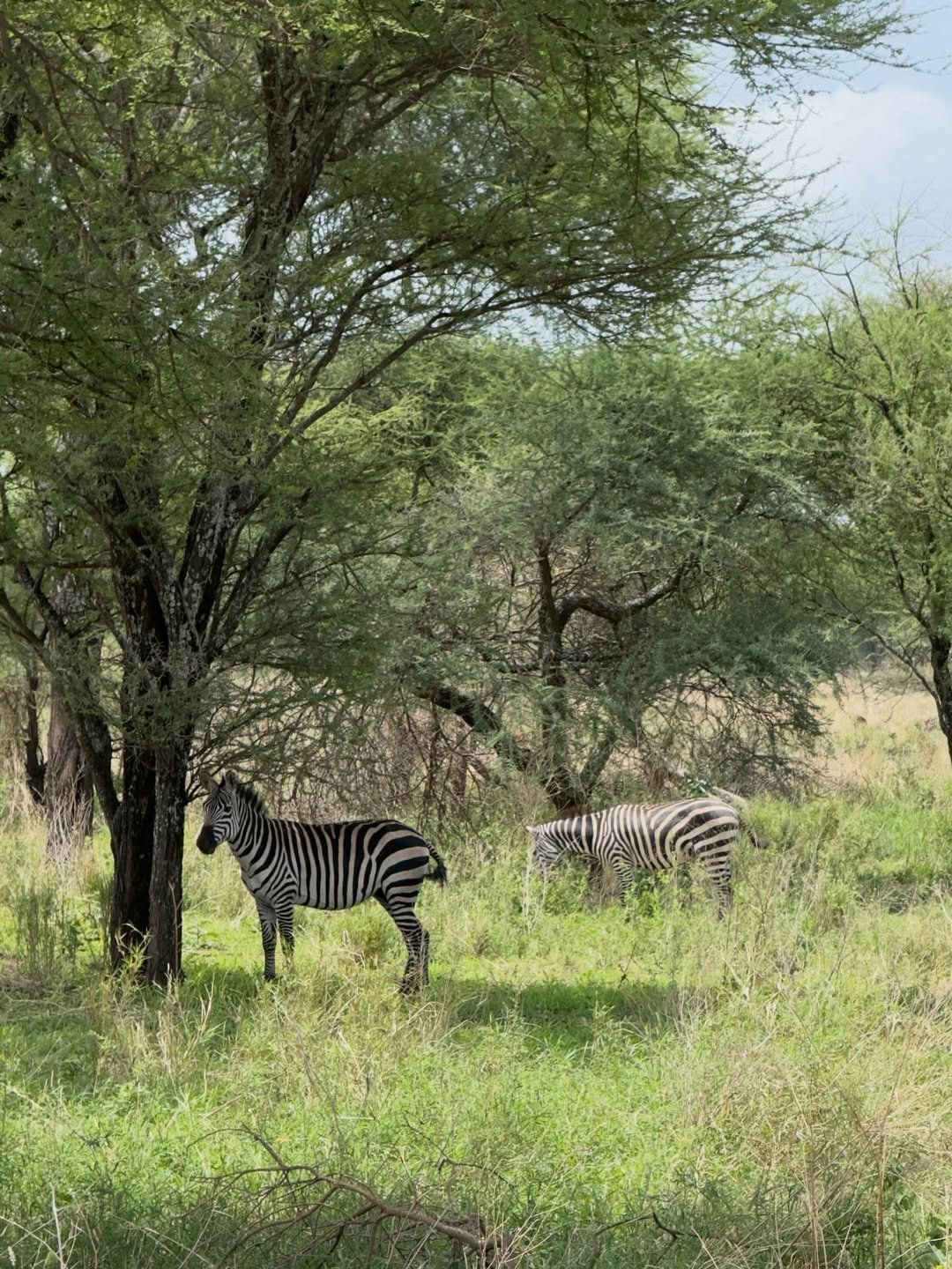 Safari Tour 'Duiker': 2-Day Lake Manyara & Ngorongoro Crater — photo 4