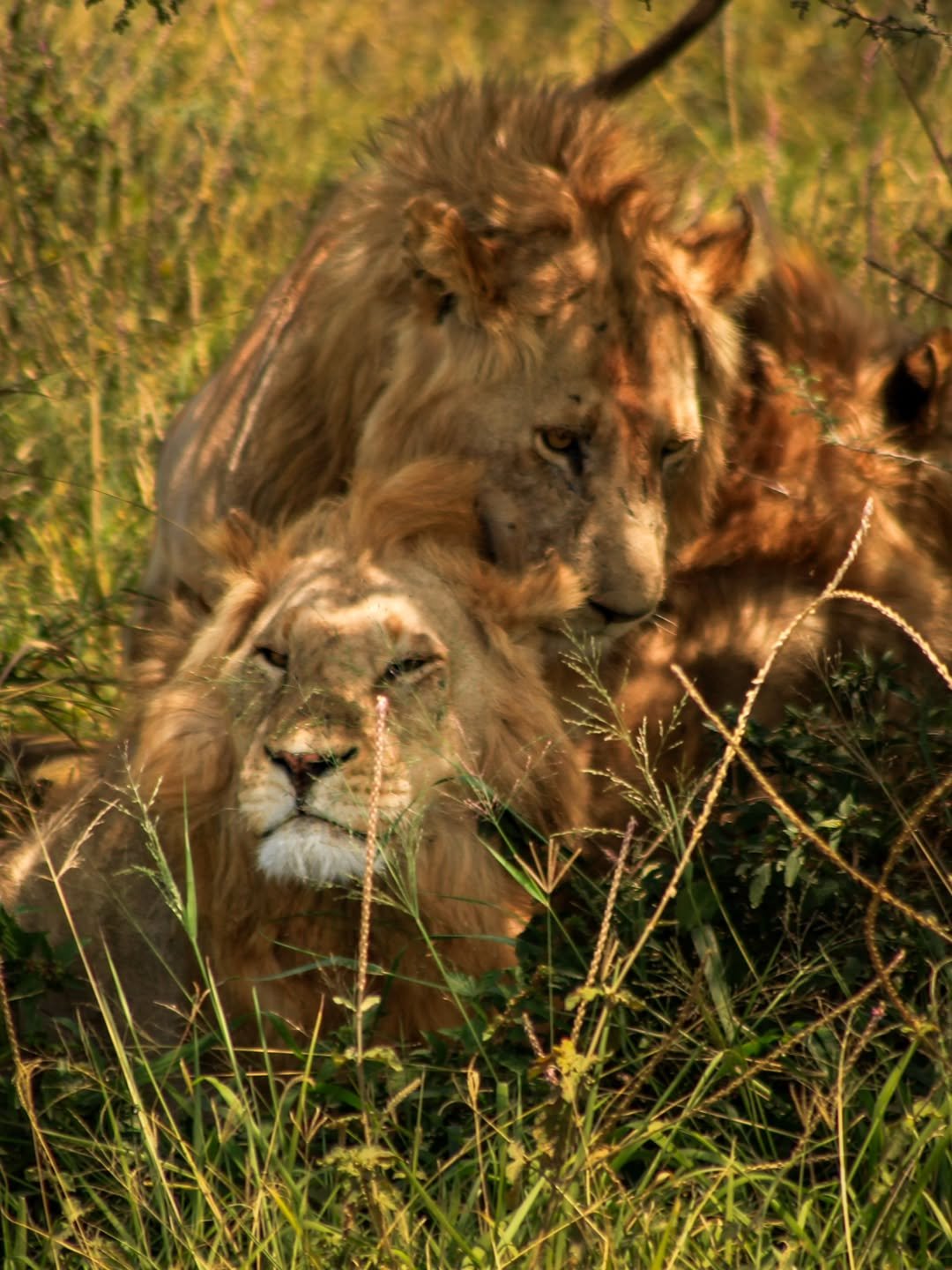 Safari Tour 'Eland': 7-Day Complete Northern Tanzania Safari — photo 2