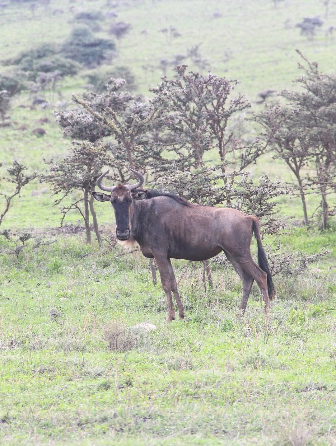 Safari Tour 'Gerenuk': 6-Day Manyara, Ngorongoro & Serengeti — photo 2