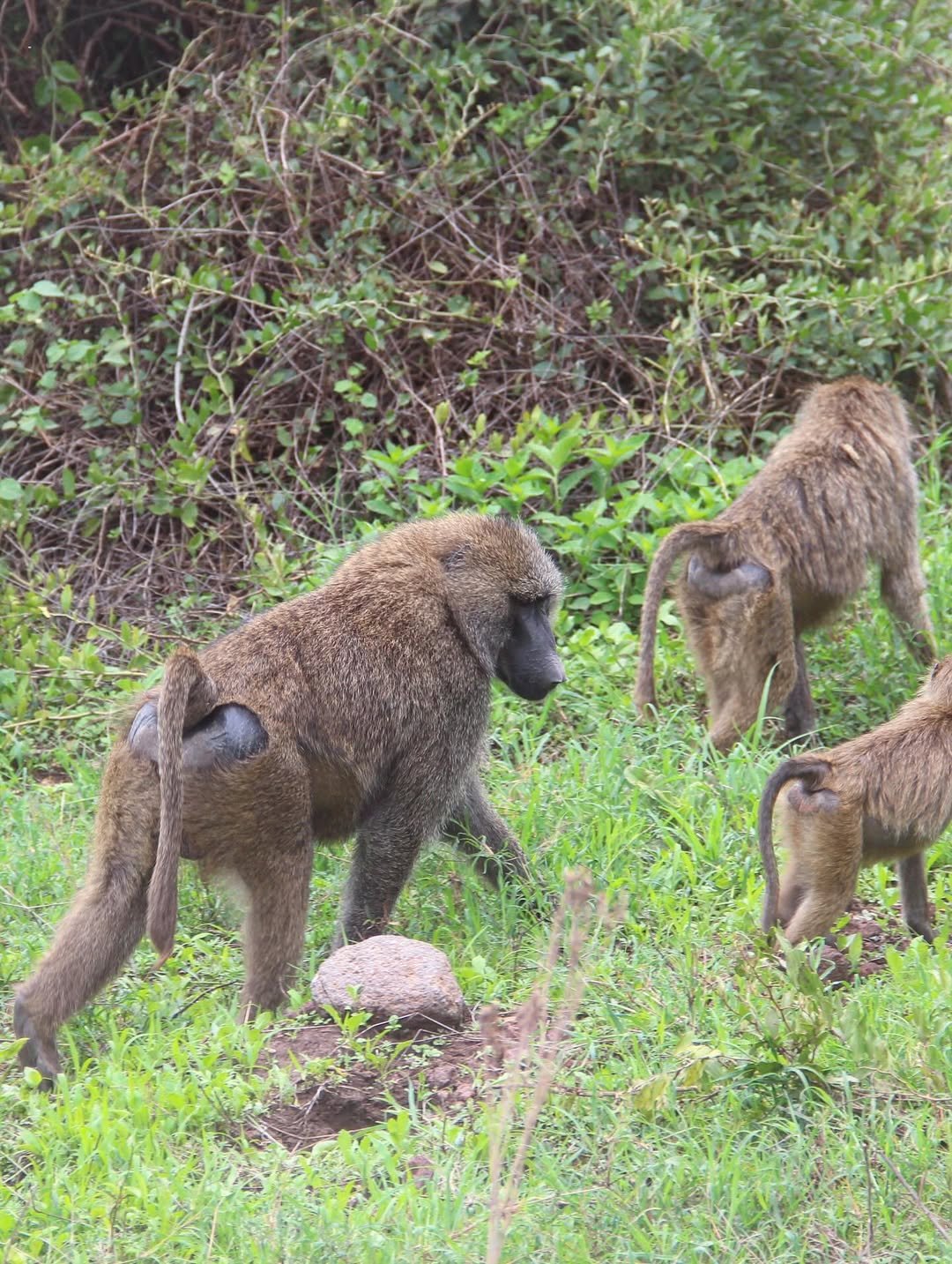 Safari Tour 'Gerenuk': 6-Day Manyara, Ngorongoro & Serengeti — photo 3