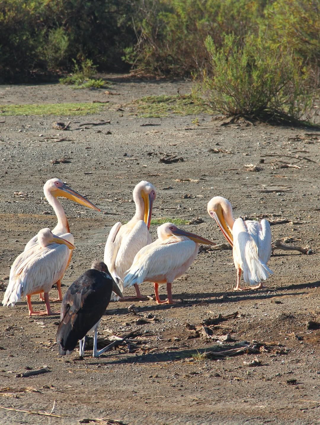 Safari Tour 'Gerenuk': 6-Day Manyara, Ngorongoro & Serengeti — photo 4