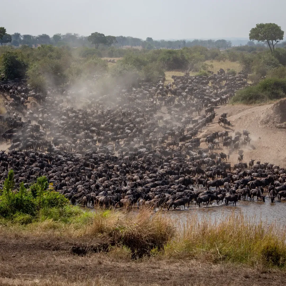 Great Migration & River Crossing in Serengeti — photo 3