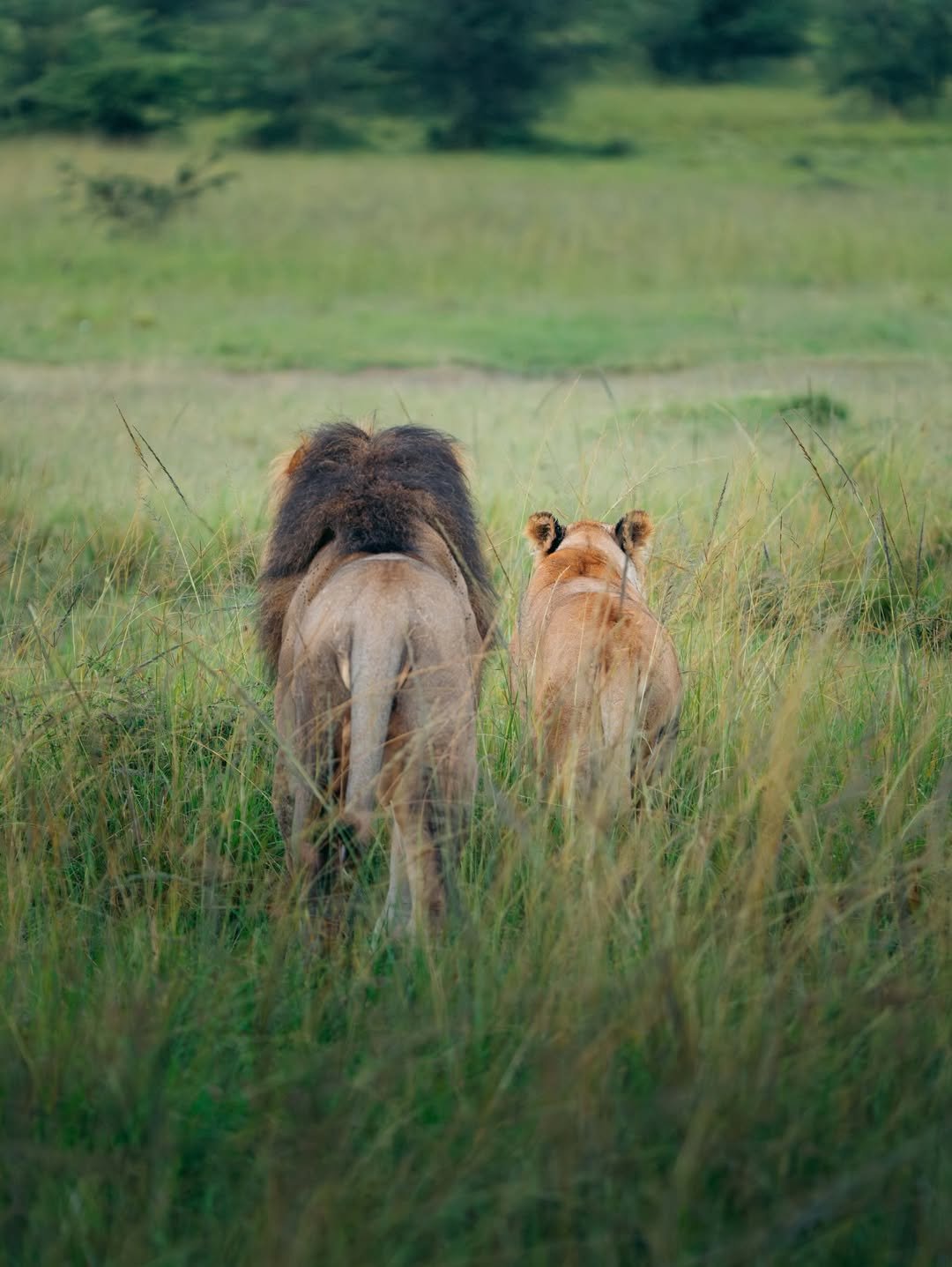 Great Migration & River Crossing in Serengeti — photo 4