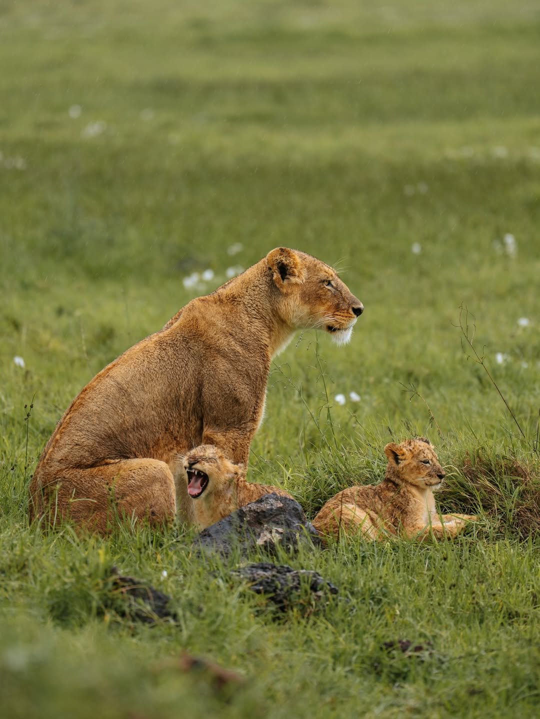 Safari Tour 'Hartebeest': 7-Day Tarangire, Serengeti & Ngorongoro — photo 2