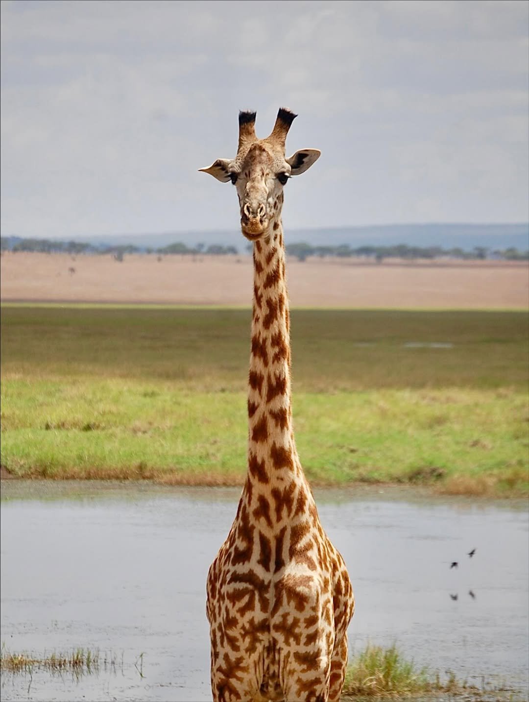 Safari Tour 'Impala': 3-Day Arusha NP, Tarangire & Ngorongoro — photo 2