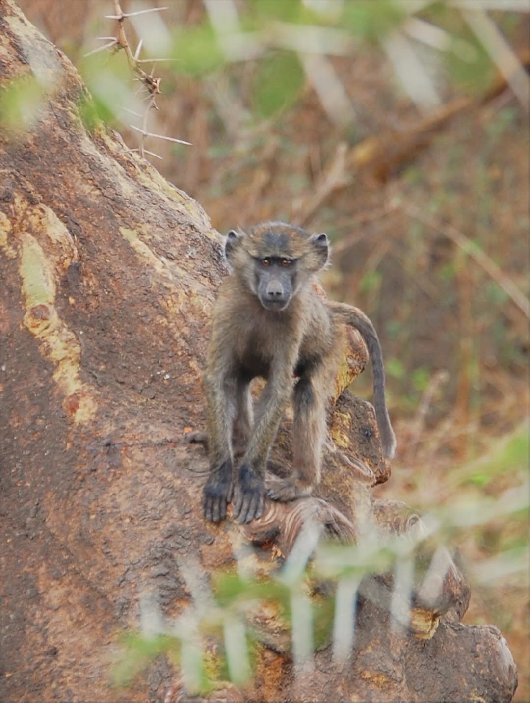 Safari Tour 'Impala': 3-Day Arusha NP, Tarangire & Ngorongoro — photo 3