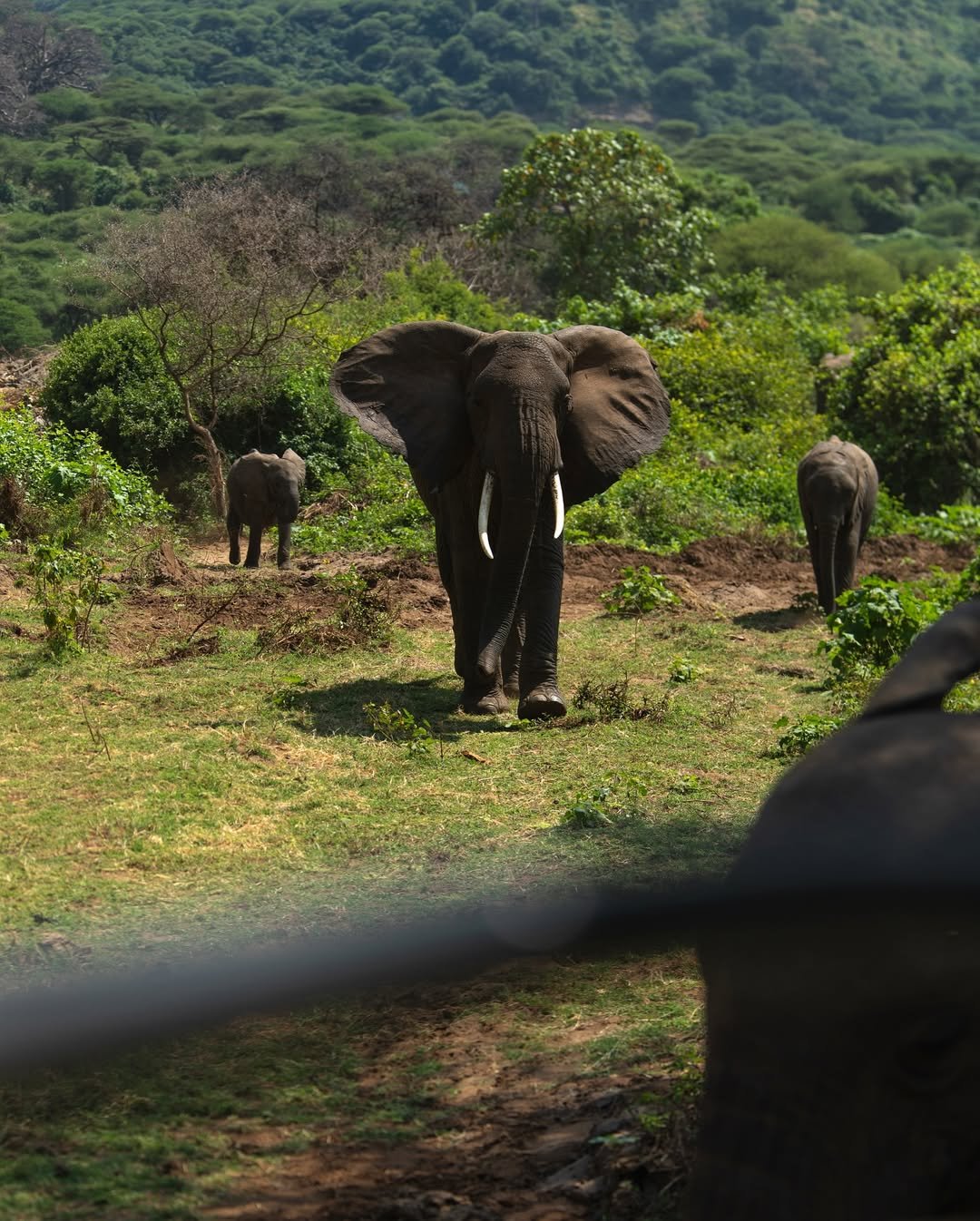 Safari Tour 'Klipspringer': 2-Day Lake Manyara & Ngorongoro Crater