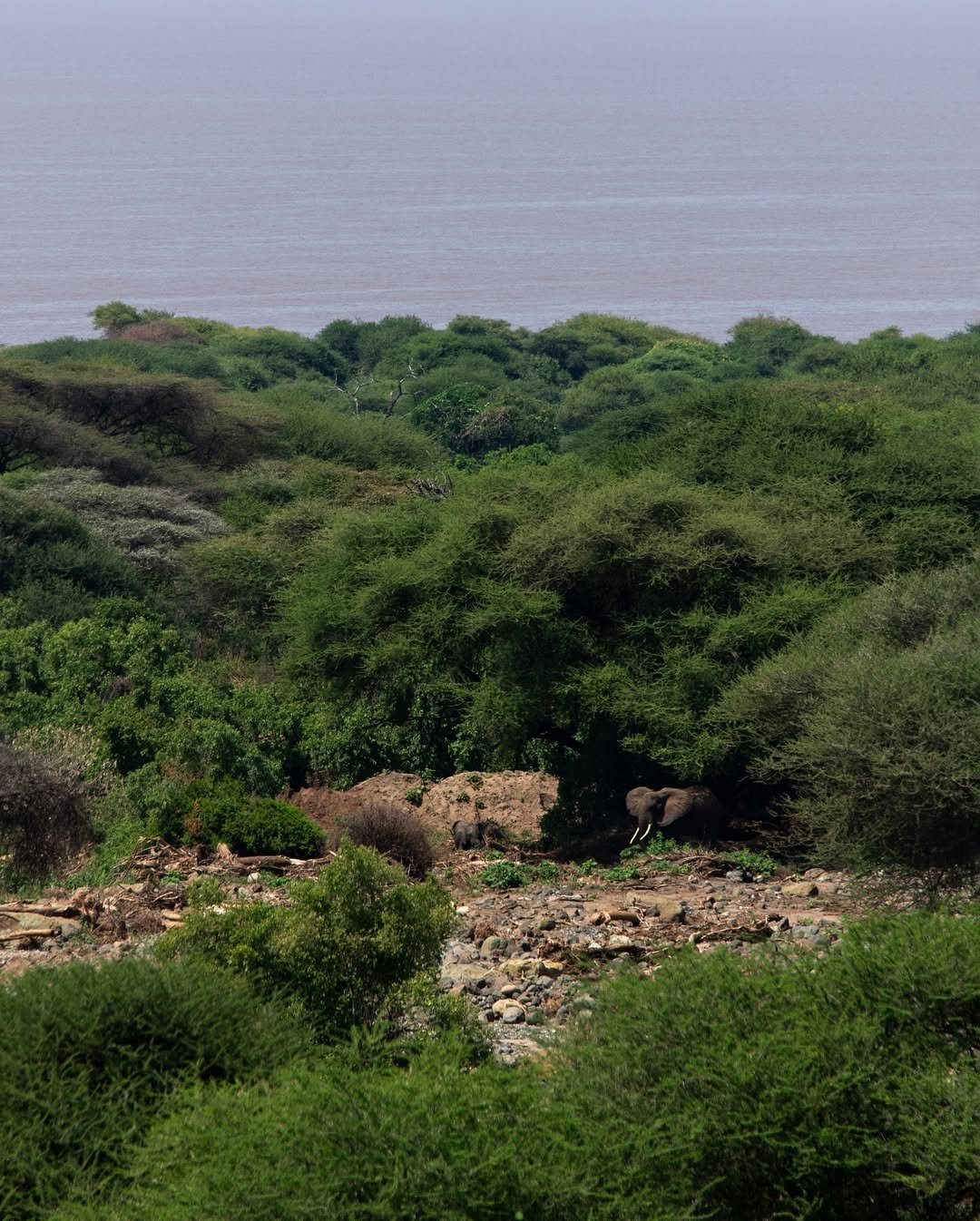 Safari Tour 'Klipspringer': 2-Day Lake Manyara & Ngorongoro Crater — photo 2