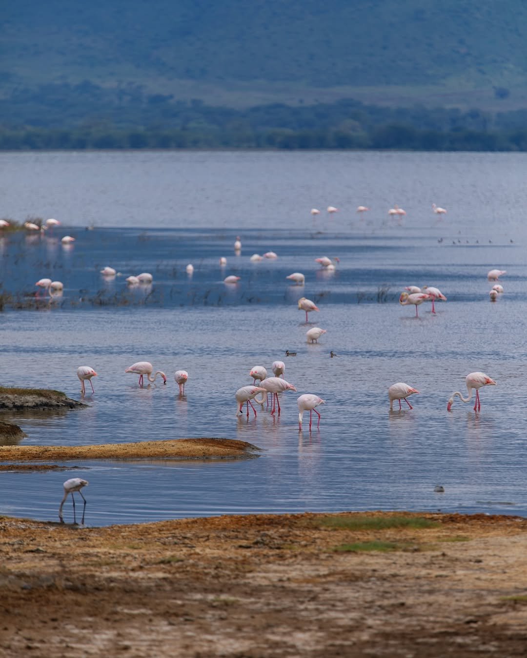 Safari Tour 'Klipspringer': 2-Day Lake Manyara & Ngorongoro Crater — photo 3
