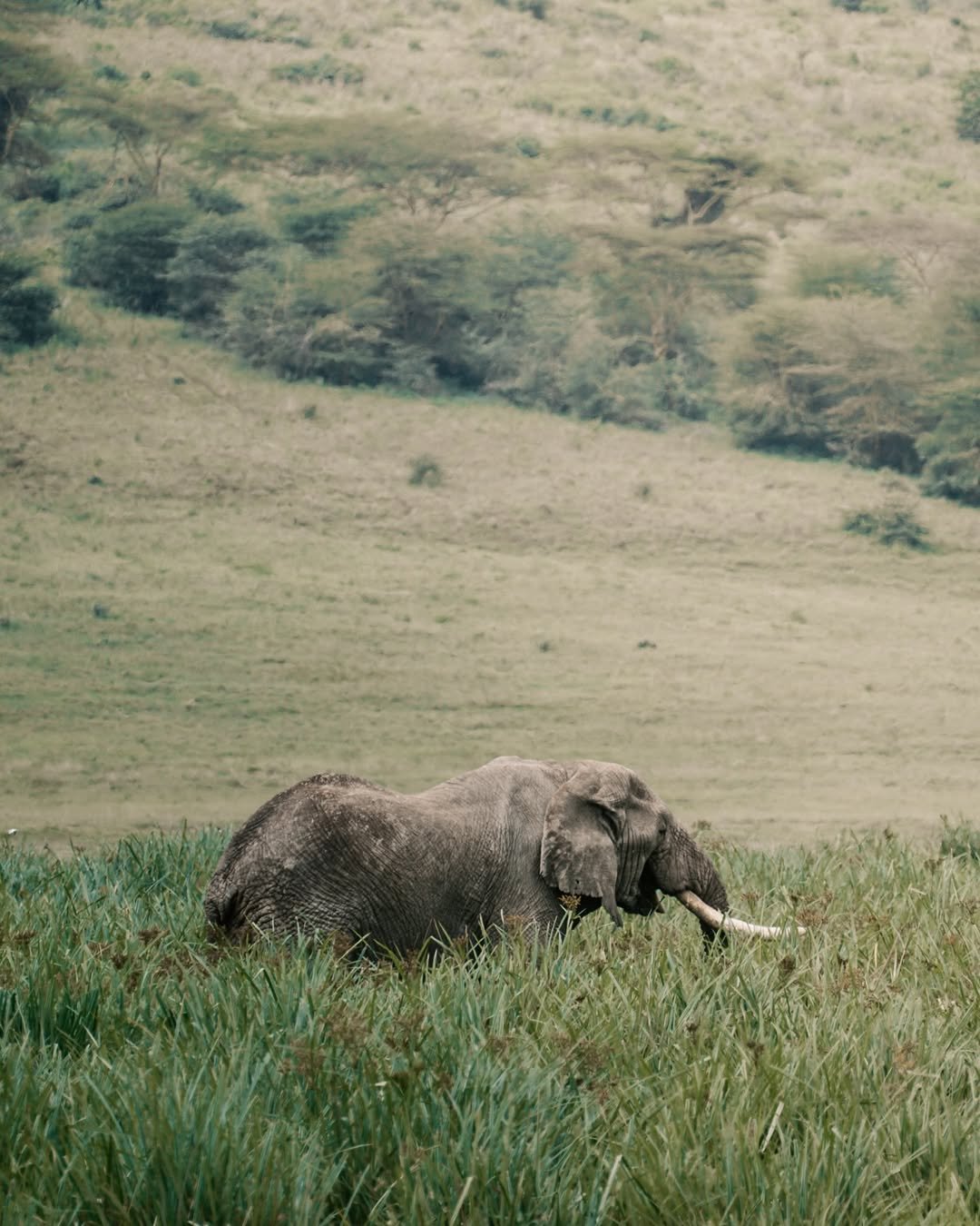 Safari Tour 'Kudu': 6-Day Ndutu, Serengeti & Ngorongoro — photo 4