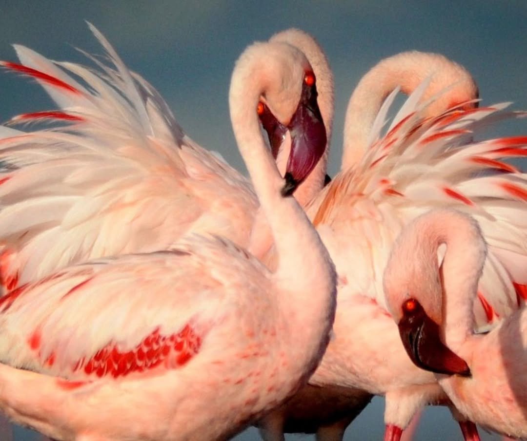 Lake Natron: Ol Doinyo Lengai Hike & Flamingo Walks — photo 3