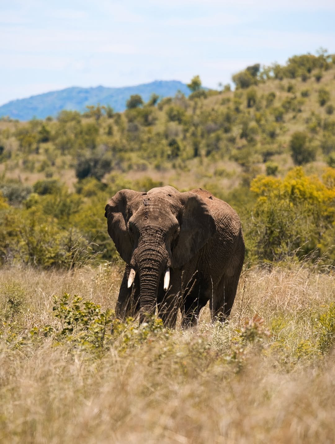 Luxury Honeymoon Escape: Arusha National Park, Ngorongoro Crater & Serengeti - Romantic Bonus Inside! — photo 2