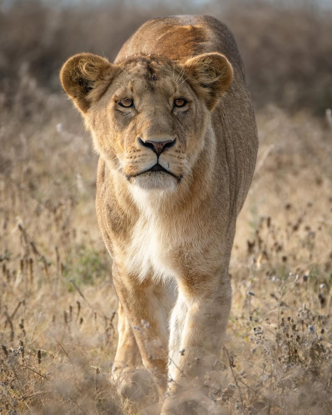 Luxury Honeymoon Escape: Arusha National Park, Ngorongoro Crater & Serengeti - Romantic Bonus Inside! — photo 3