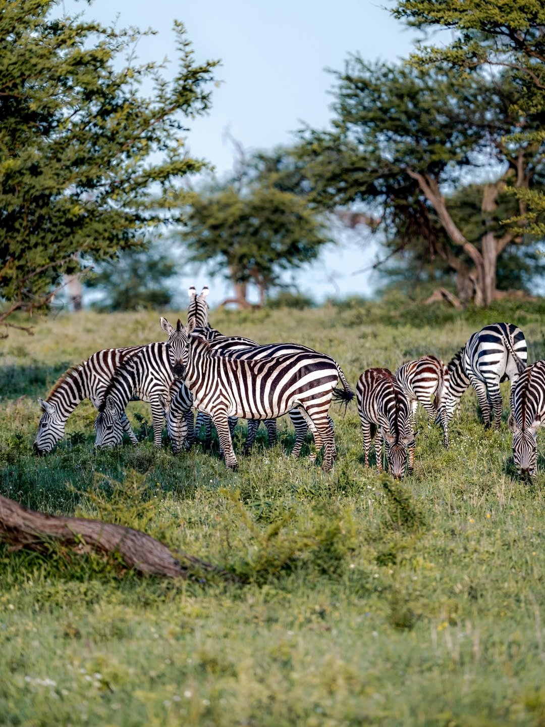 Luxury Migration Safari: Tarangire, Ngorongoro & Serengeti — photo 4